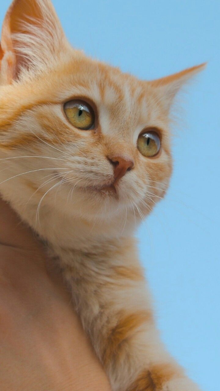 animal