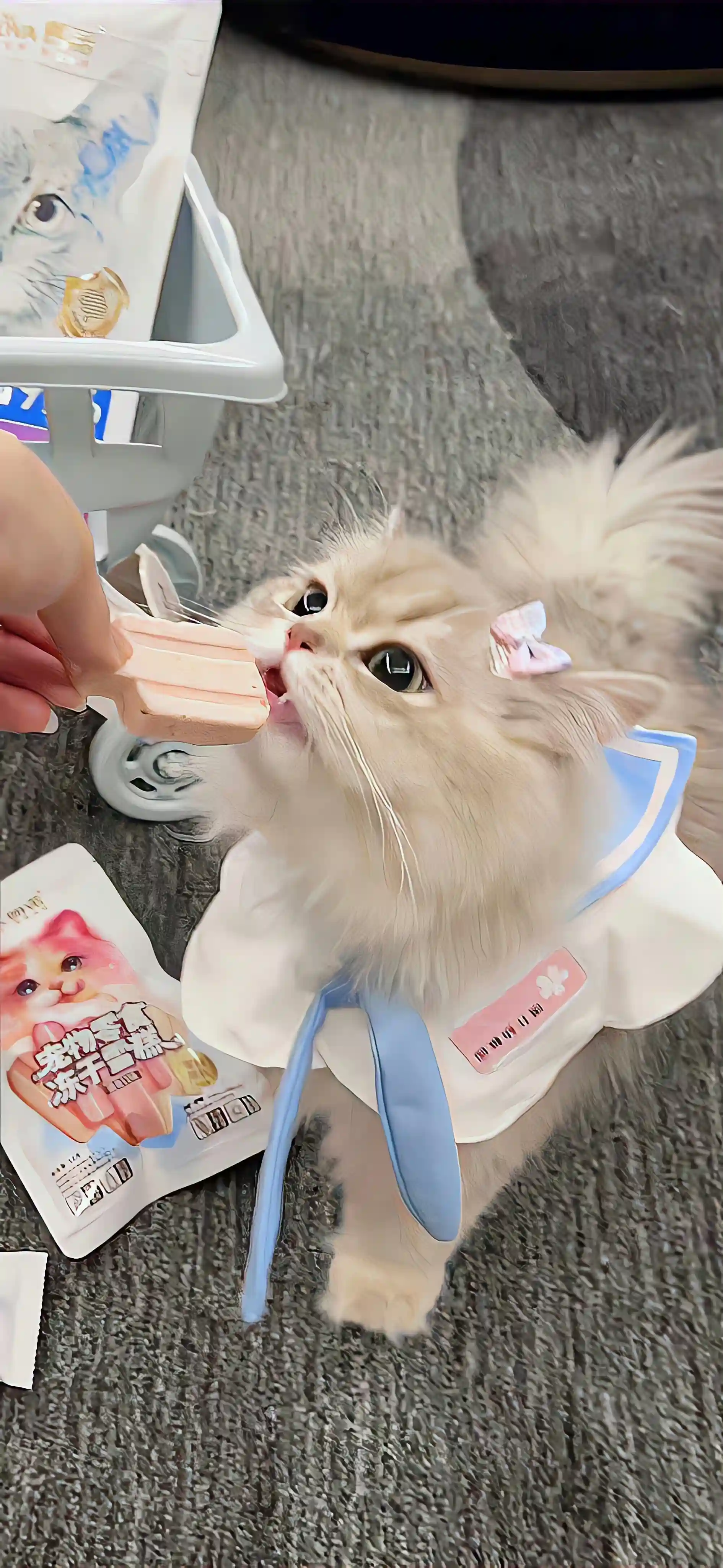 cat