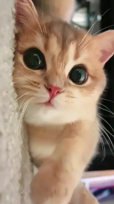 animal