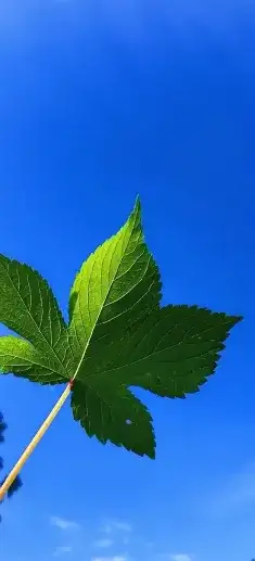 greenery