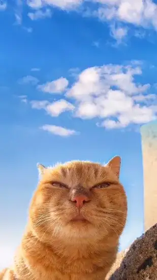 cat