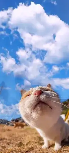 cat