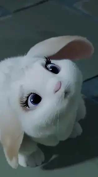 rabbit