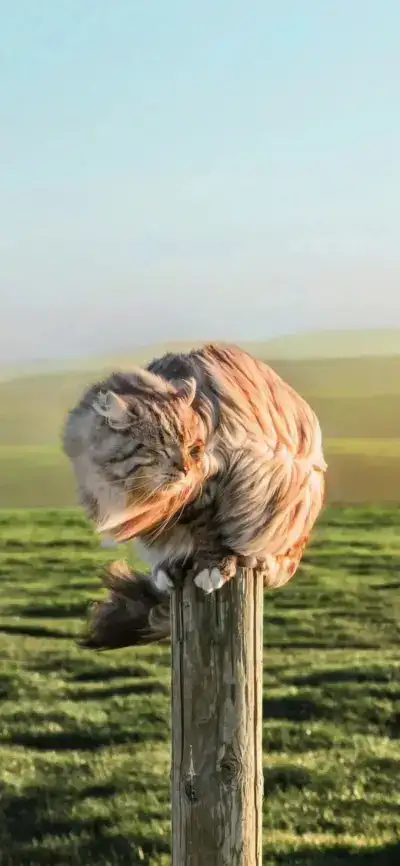 cat
