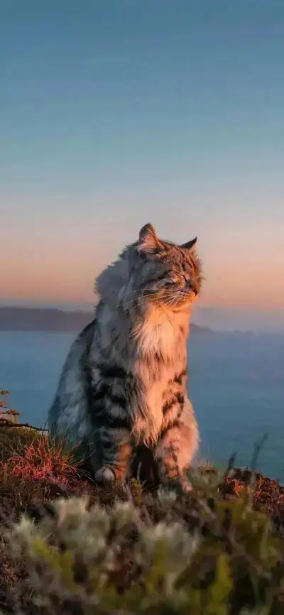 cat