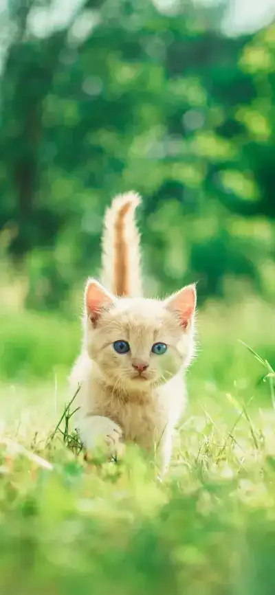 cat