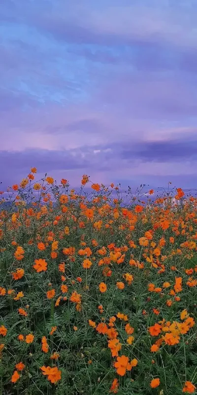 nature