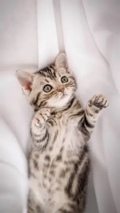 animal