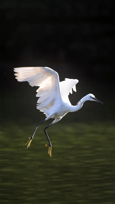 animal