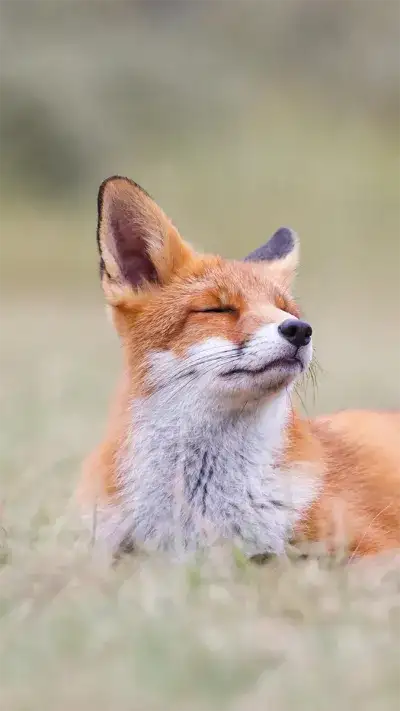 animal