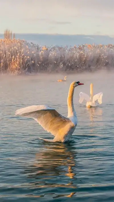animal