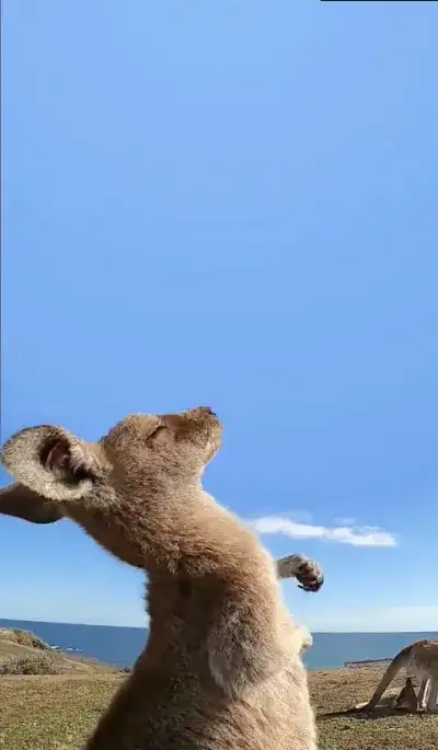 animal