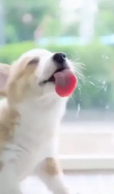 animal