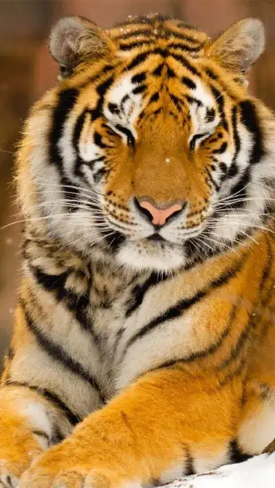 animal