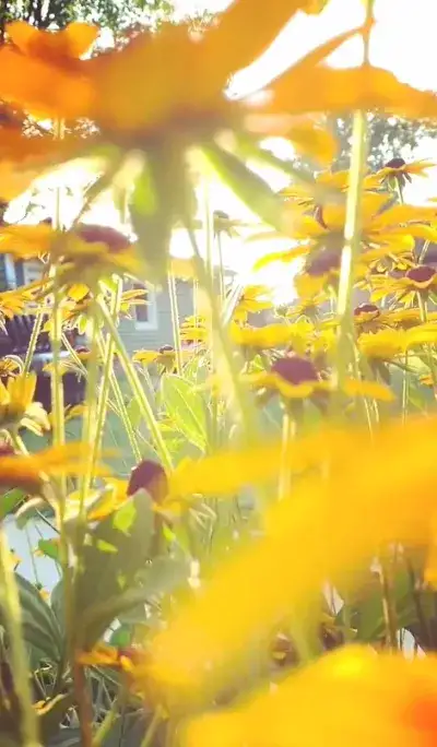 nature