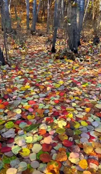 nature