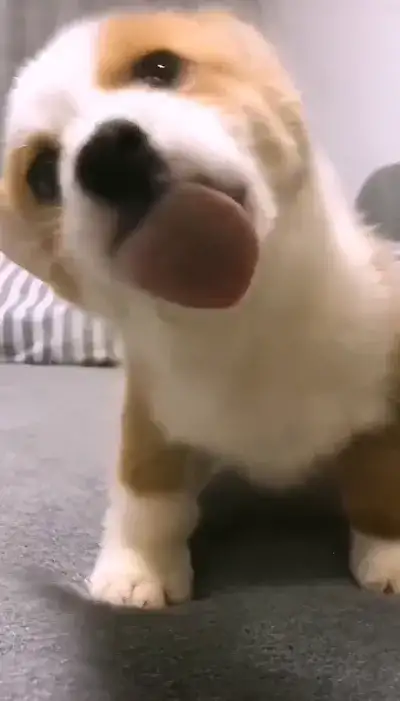 animal