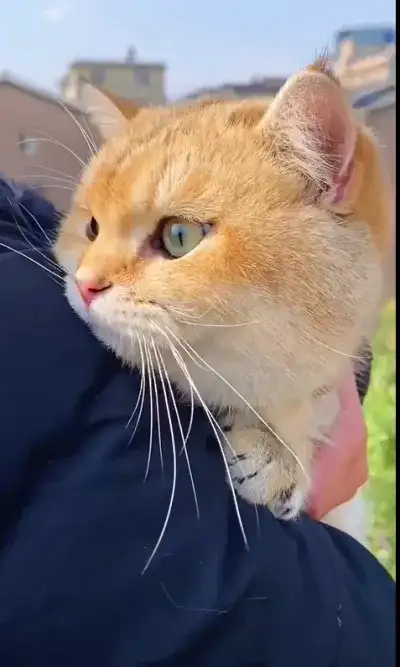 animal