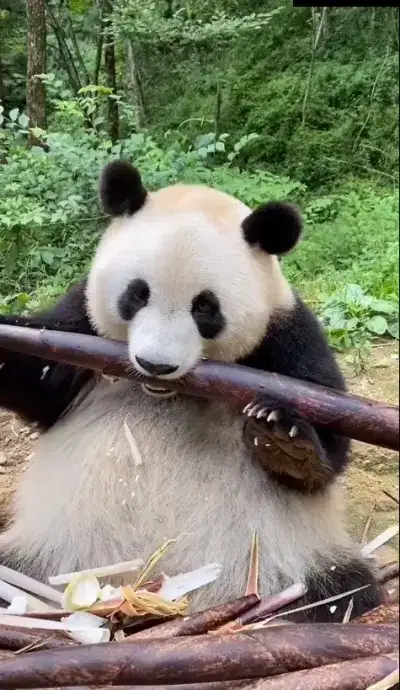 animal