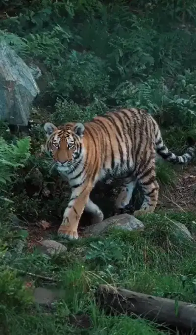 animal