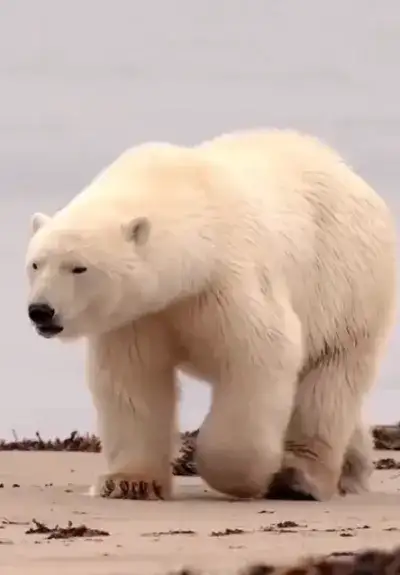 animal
