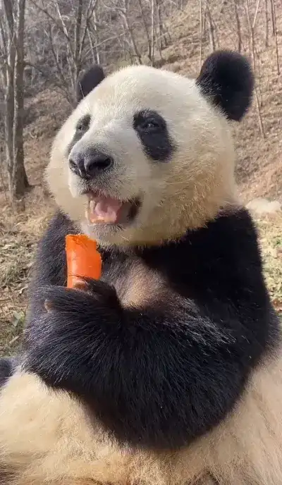 animal