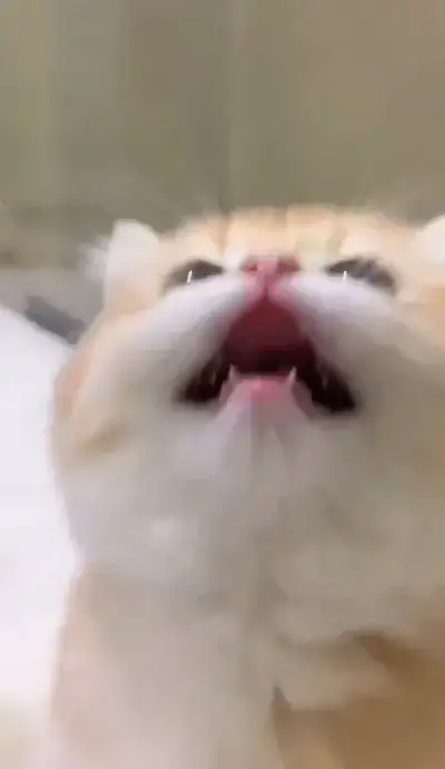 animal