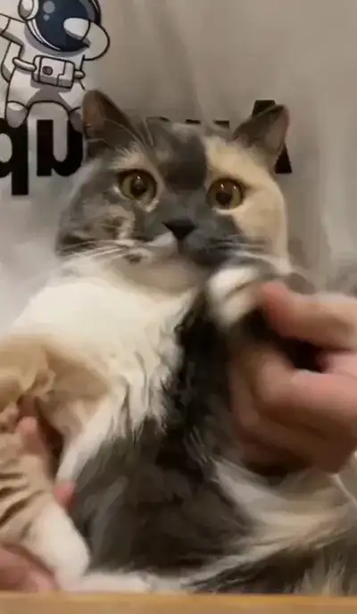 animal