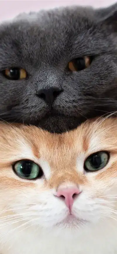animal