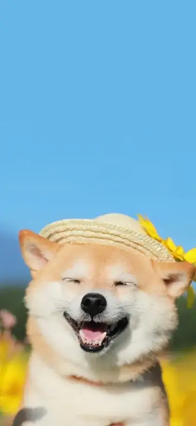 animal