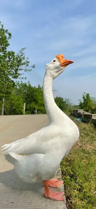 animal