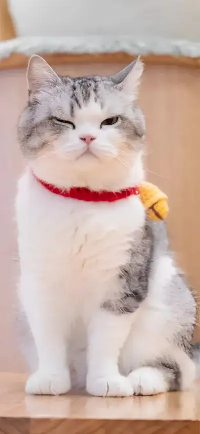 animal