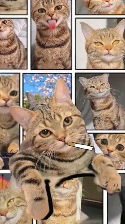 animal