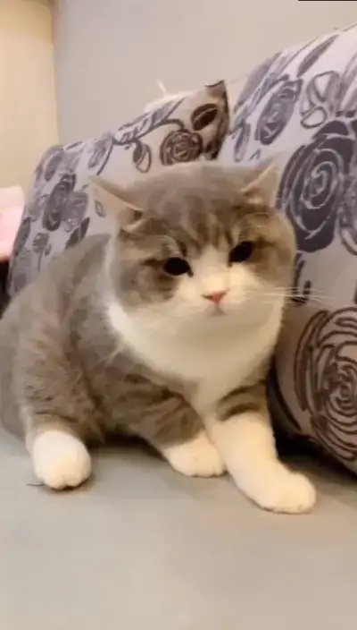 animal