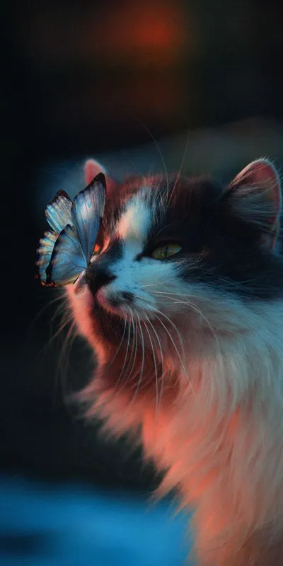cat