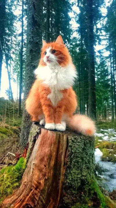 cat