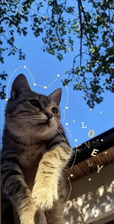 cat