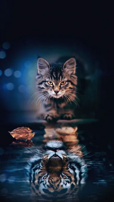cat