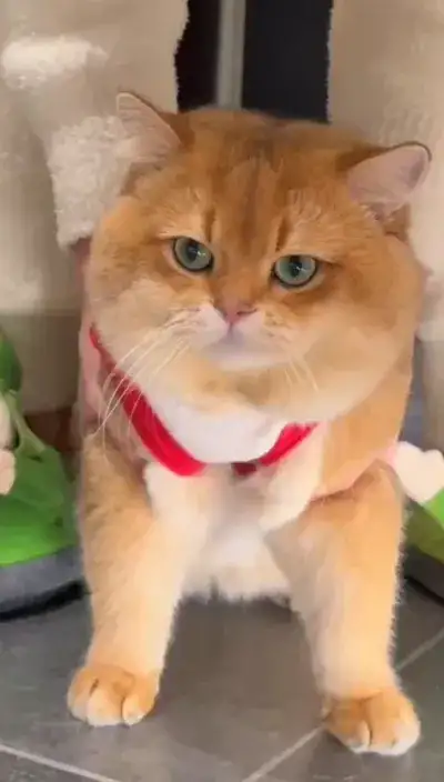 animal