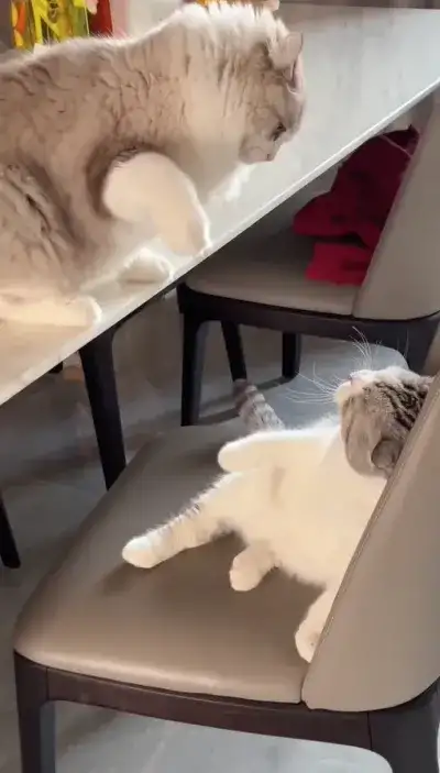 animal