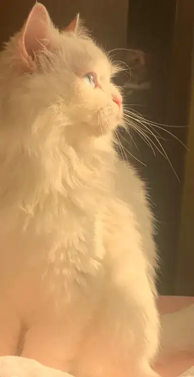 cat