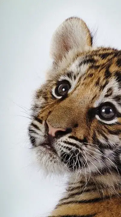 animal