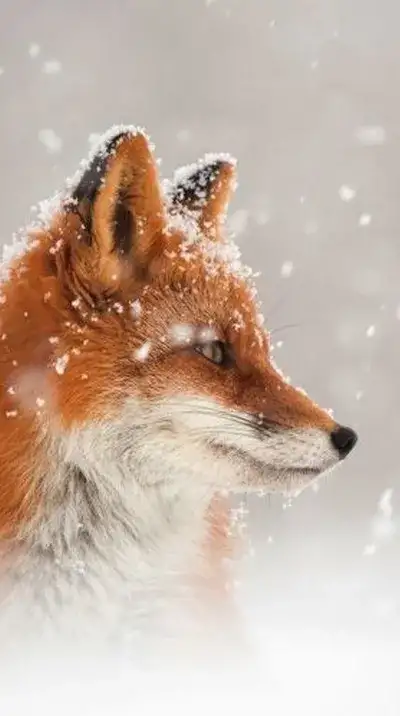 animal