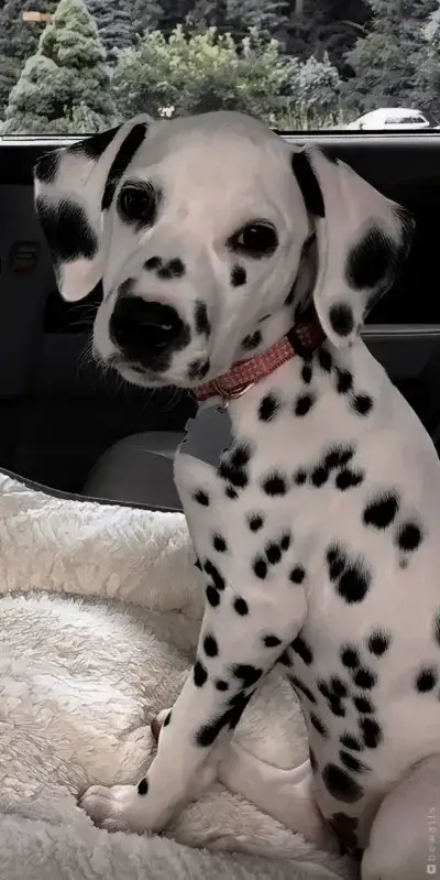 animal