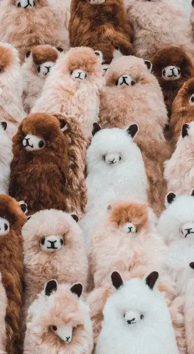 animal