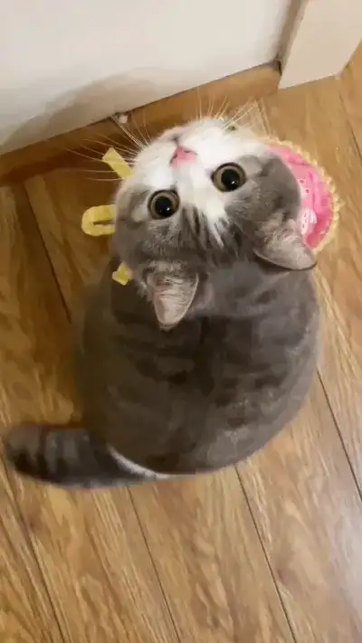animal