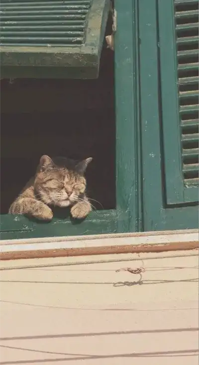 cat