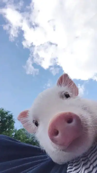 animal