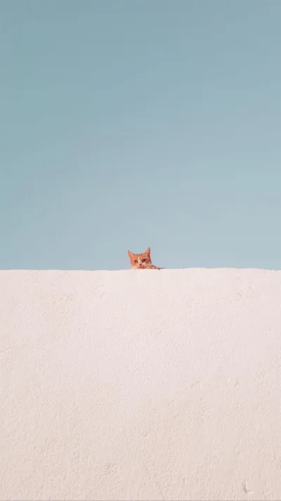 animal