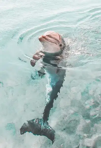 animal